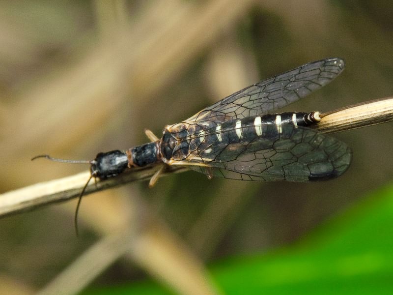 Inocelliidae